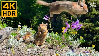 Cat TV for Cats to Watch 😺 Naughty squirrels, beautiful birds, wildflowers 🐦🐿🌺 8 Hours(4K HDR)