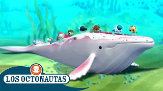 Los Octonautas - Rescates de mamíferos marinos 🐋⛑️ | Episodios Completos