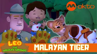 Tiger cubs are SO CUTE... where is its mom? | Leo the Wildlife Ranger Spinoff S4E05 | @mediacorpokto