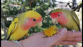 Lovebird curious call / ruusukaijasen utelias kutsuääni