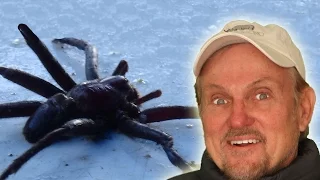 Man Finds Huge Mystery Spider In His Tent