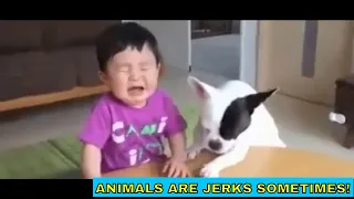 Pets being jerks