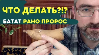 Что делать?! Клубни батата рано проросли