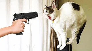 ПРИКОЛЫ С ЖИВОТНЫМИ ДО СЛЕЗ / Смешные КОТЫ 2021 / Приколы с КОТАМИ / Funny ANIMALS video #75