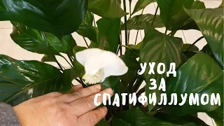 Уход за спатифиллумом. Мои цветы. Мой опыт.