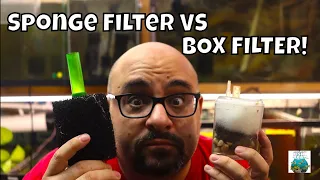 Box Filter VS Sponge Filter
