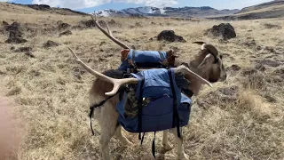 Camping with goats, off trail, in the backcountry!