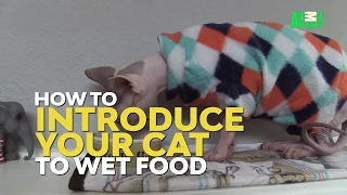 How To Introduce Your Cat To Wet Food | Cat vs. Dog