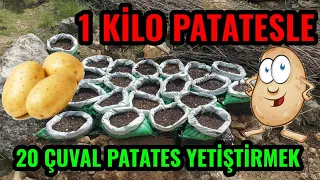 Growing 20 Sacks of Potatoes with 1 Kilogram of Potatoes - Growing Potatoes in Sacks