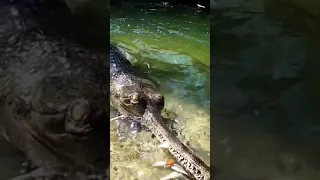 The Gharial or the fish-eating crocodile