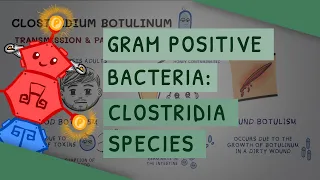 Gram Positive Bacteria: Clostridia species