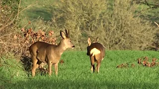 chevreuils - 15 janvier 2023 à 9h50