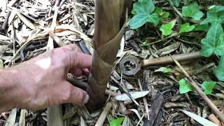 Bambus Phyllostachys atrovaginata