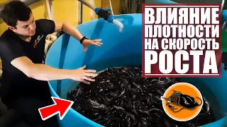 Влияние плотности посадки на скорость роста рыбы | УЗВ | CatFish |