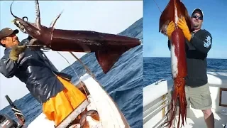 Amazing Giant Squid Catching in The Sea, Fastest Big Squid Packing Processing Factory