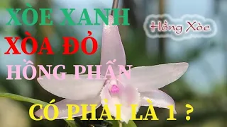 XÒE XANH, XÒE ĐỎ VÀ HỒNG PHẤN CÓ PHẢI LÀ MỘT