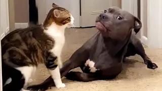 Funny Cats and Dogs Videos 🤣 - Funniest Animal Videos 2023! 🥰 #114