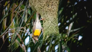 बुनकर पक्षी ।। BAYA WEAVER NESTING #corbettnationalpark #bird #amazingcreature #nature