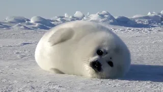 Cute Little Seal / Милый детёныш тюленя