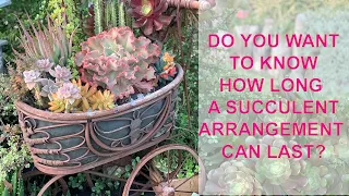 Learning About Succulent Arrangements and How to Water Succulents