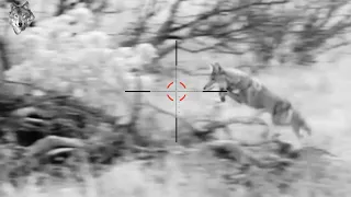 Coyote hunt | hunting all kinds of wild coyotes |#011