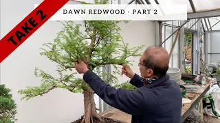 Take 2 - Dawn Redwood Part 2