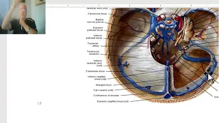 Anatomy of head and neck module in Arabic 47 (Dural Venous sinuses) , by Dr. Wahdan