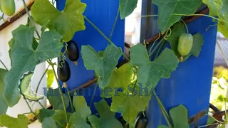 Creeping Cucumber (Melothria pendula)