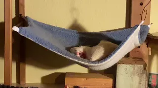 Baalu the medieval ferret chilling chillin in His hammock bed