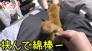 発情期の猫達、一日家を空けてたせいかそこら中にスプレーしていた…それはそうとめっちゃ甘えてきた