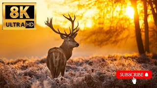 1500 ANIMALS NAMES and SOUNDS 8K PLUS ULTRA HD2K HD PART 4|#AHMAD SAEED#