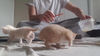 How to syringe feed tiny kittens