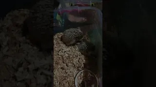 Hedgehog breeding