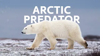 Polar Bears: A Close Encounter Of Survival In The Arctic  | Polar Bear Documentary