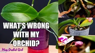 Orchid Care for Beginners - Phalaenopsis problems | How to spot, treat & prevent!