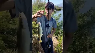 pesca de pejerrey chileno