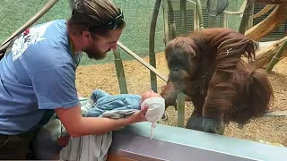 The Orangutan wanted to see the baby ❤️ Funniest Monkey Videos