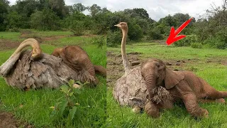 Слон-сирота каждый день обнимает СТРАУСА. Он потерял мать, но приобрел настоящего ДРУГА...