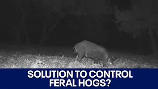 Texas feral hog population control solution? | FOX 7 Austin