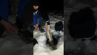 Tank manitoba lake sturgeon through the ice