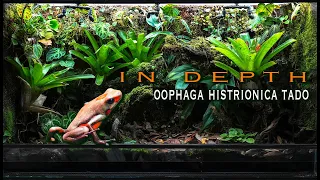 IN DEPTH Oophaga histrionica Tado