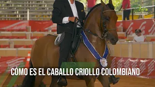 CÓMO ES el CABALLO CRIOLLO COLOMBIANO - TvAgro por Juan Gonzalo Angel Restrepo