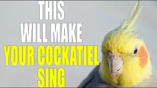 This Will Make Your Cockatiel Sing If You Are Happy And You Know İt