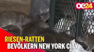 Riesen-Ratten bevölkern New York City