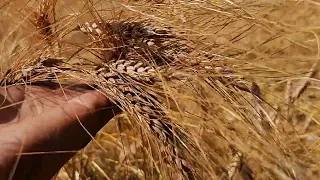 Твёрдая пшеница.