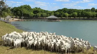 Melhor fazenda a venda no estado do Pará terra a venda