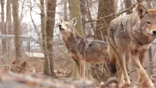 Critically Endangered Red Wolf Howls