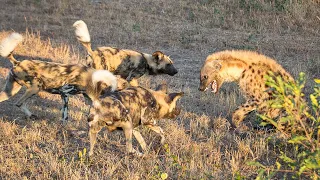 Alone Hyena  Conflict vs Wild Dogs