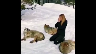 She started a pack howl with wolves in Northern Norway inside the Arctic Circle