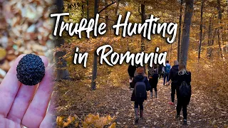 Truffle Hunting in Romania [4K, Cinematic, Story]